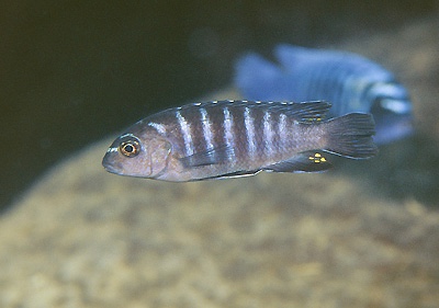 Tropheops sp. 'elongatus mbako' Maingano Island